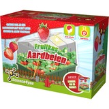 Science4you Fruitkas - Aardbeien Experimenteer speelgoed